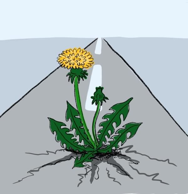 Löwenzahn durchbricht Straße